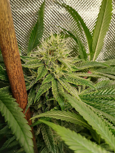 Growreport Bild 7
