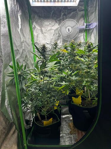 Drei Cannabispflanzen in einem Growzelt während der Blütephase mit einem Clip-Ventilator und gelben Klebefallen.