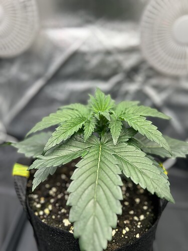 Growreport Bild 3