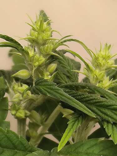 Growreport Bild 13