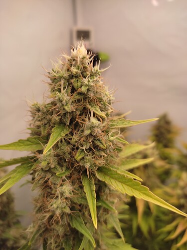 Growreport Bild 38