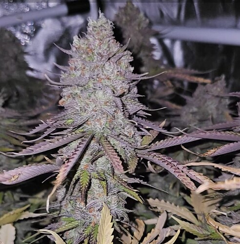 Screenshot_20241101_091657_Gallery