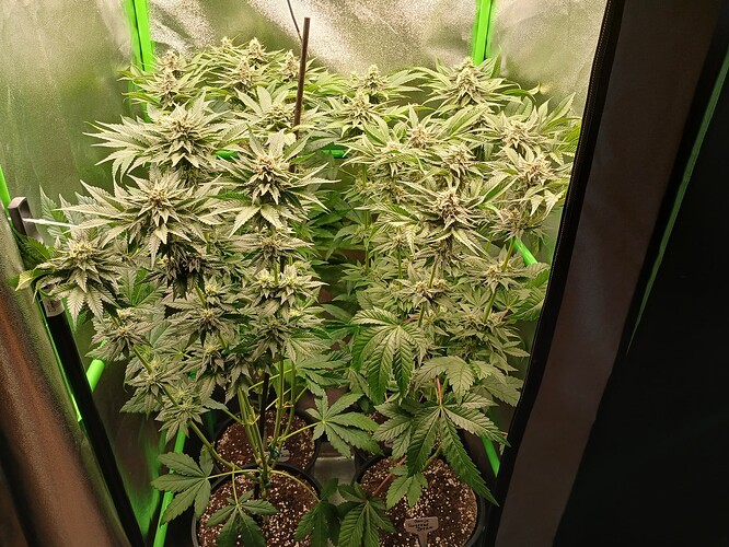 Growreport Bild 14