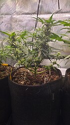 Growreport Bild 27