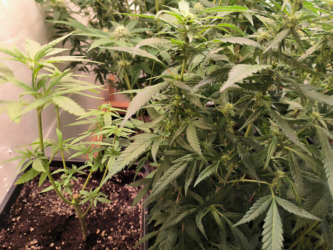 Growreport Bild 2