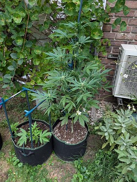 Growreport Bild 5