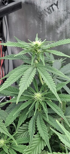 Growreport Bild 3