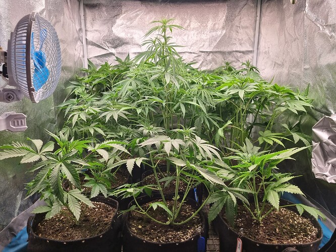 Mehrere junge Cannabispflanzen in einem Zelt, eine davon mit einem Ventilator im Hintergrund.