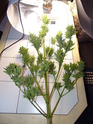 Growreport Bild 8