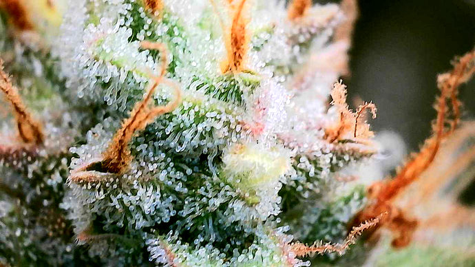 Growreport Bild 10