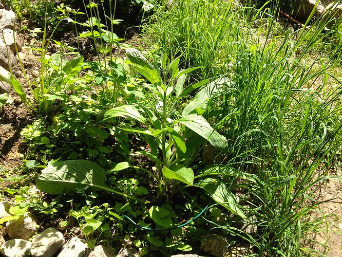 Ein Gartenbeet mit verschiedenen Pflanzen, darunter Beinwell, in einer sonnigen Umgebung.
