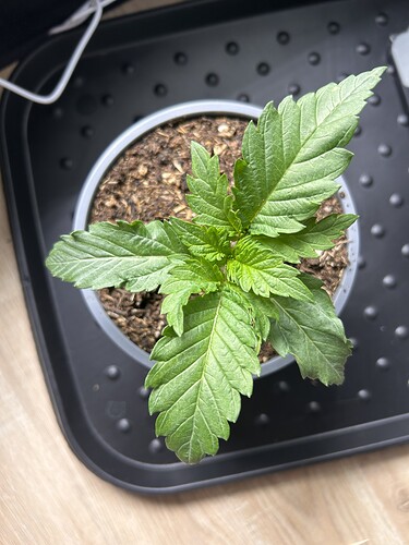 Growreport Bild 1