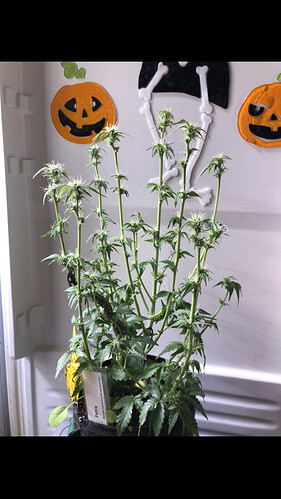 Growreport Bild 47