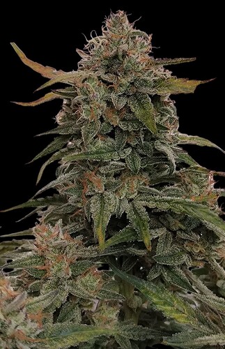 Growreport Bild 4