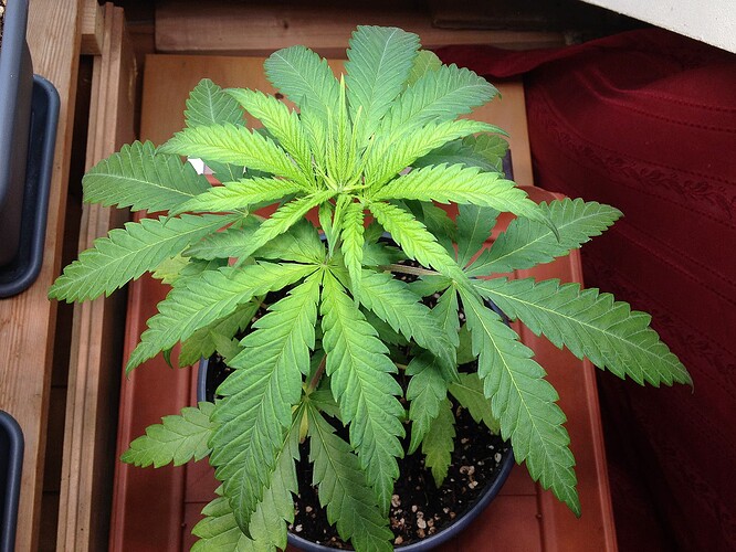 Eine junge Cannabispflanze in einem Topf, von oben fotografiert.