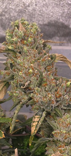 Growreport Bild 2