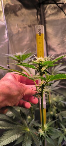 Growreport Bild 7