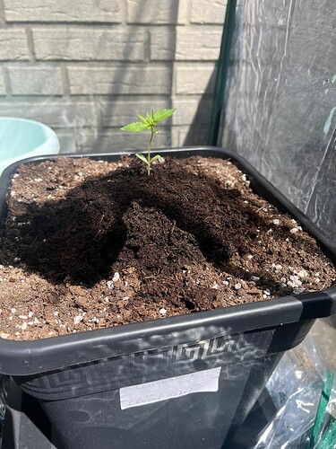Growreport Bild 4