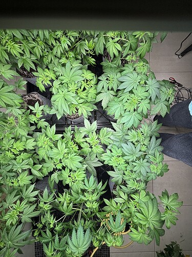Growreport Bild 15