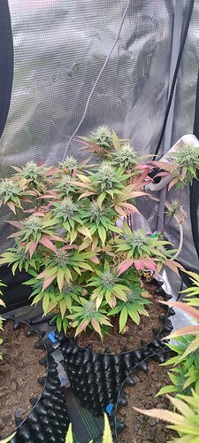 IMG_20251209_201452170_HDR