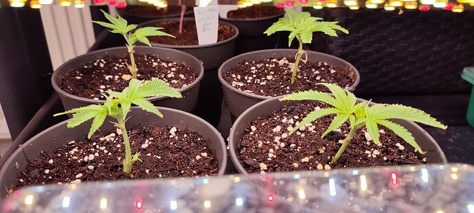 Growreport Bild 71