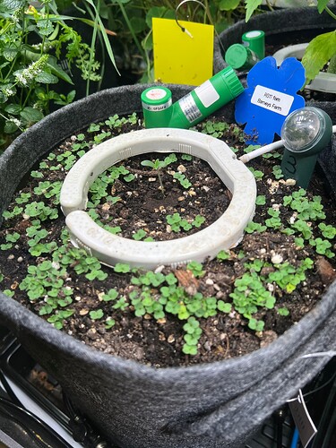 Growreport Bild 37