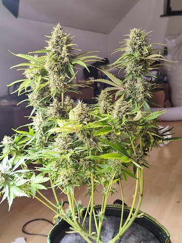 Growreport Bild 6
