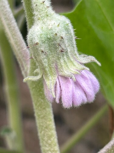 Growreport Bild 26