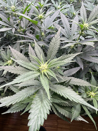 Growreport Bild 13