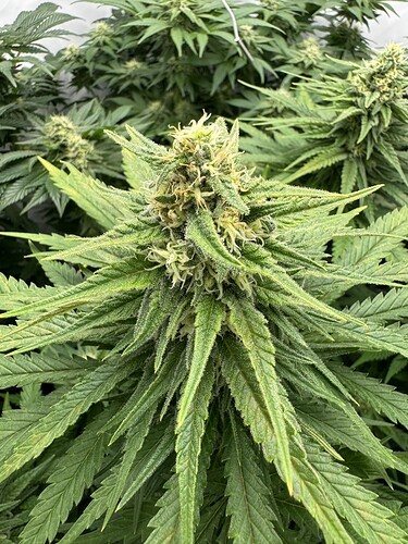 Growreport Bild 4