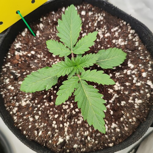 Growreport Bild 27