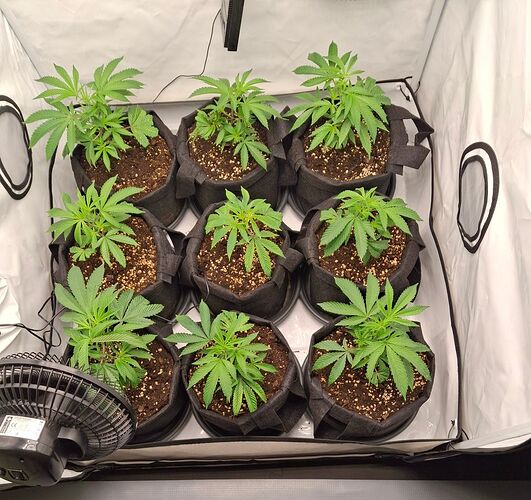 Growreport Bild 9