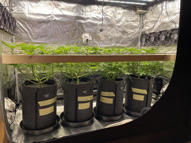 Vier Pflanzen in Vlies-Töpfen unter einer LED-Lampe in einer Growbox. Die Töpfe sind mit Namensschildern versehen.