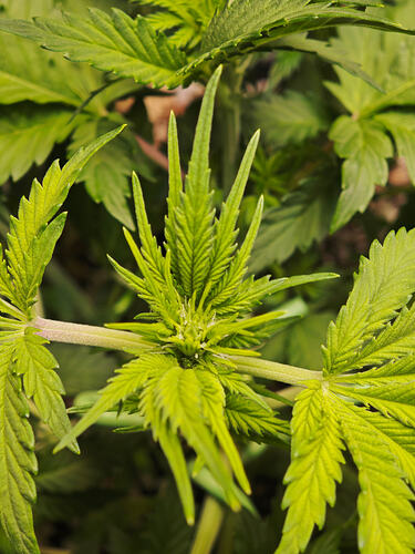 Growreport Bild 40