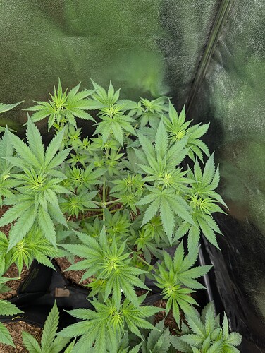 Growreport Bild 5
