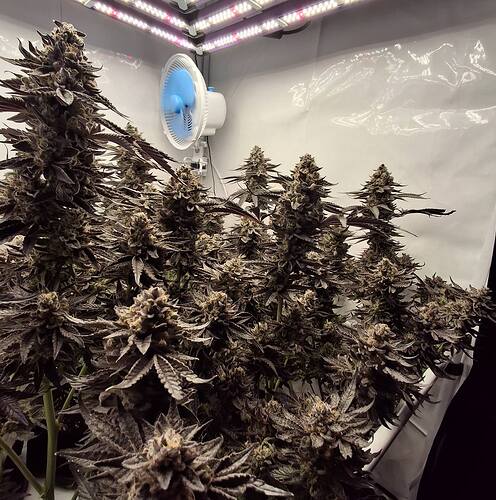 Growreport Bild 7
