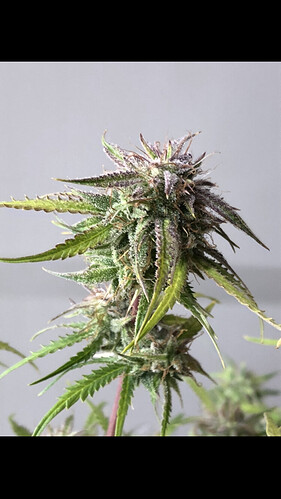 Growreport Bild 17