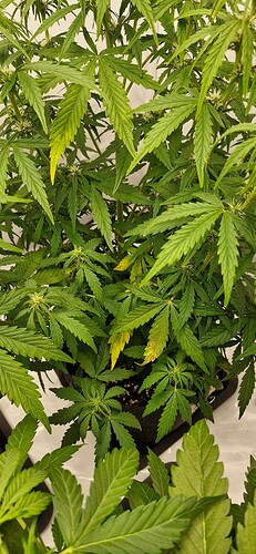 Growreport Bild 20