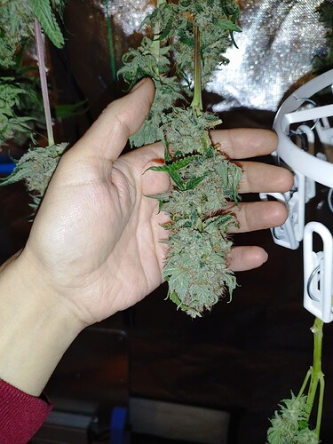 Eine Hand hält einen großen, getrockneten Cannabis-Bud, der von der Decke hängt.