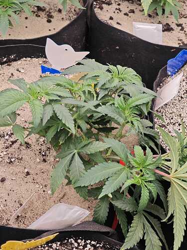Growreport Bild 3