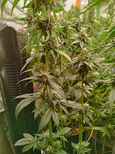 Mehrere Cannabis-Pflanzen in der Blütephase, mit dichtem Blattwerk und beginnenden Blütenständen.