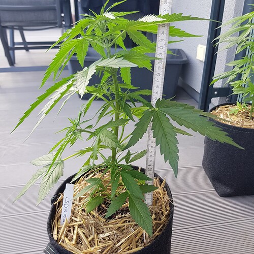 Growreport Bild 3