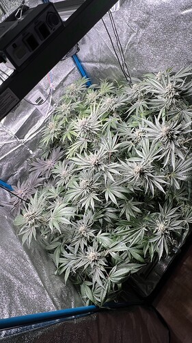 Growreport Bild 1