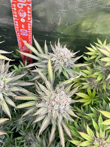 Nahaufnahme von Cannabis-Blüten in der späten Blütephase mit einem Messstab im Hintergrund.