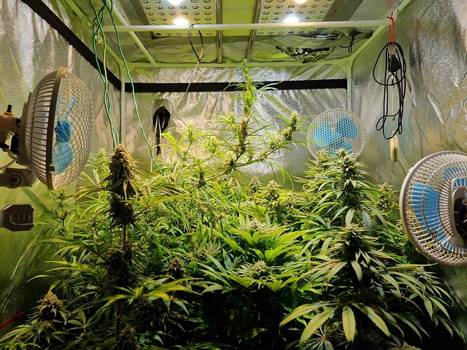 Mehrere Cannabis-Pflanzen in einem Zelt, die sich in der Blütephase befinden, mit Lüftern und Beleuchtung.