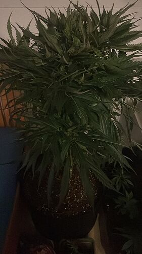 Growreport Bild 2
