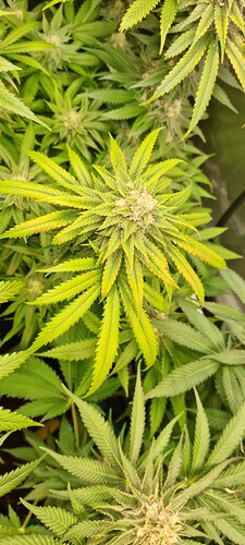 Growreport Bild 25
