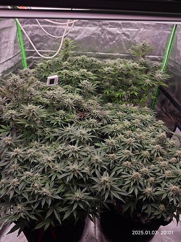 Growreport Bild 6