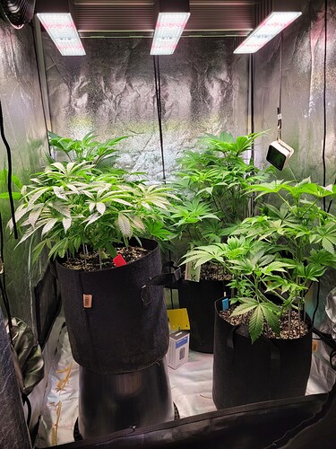 Growreport Bild 1