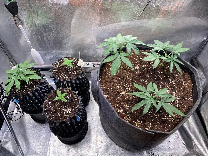 IMG_4578